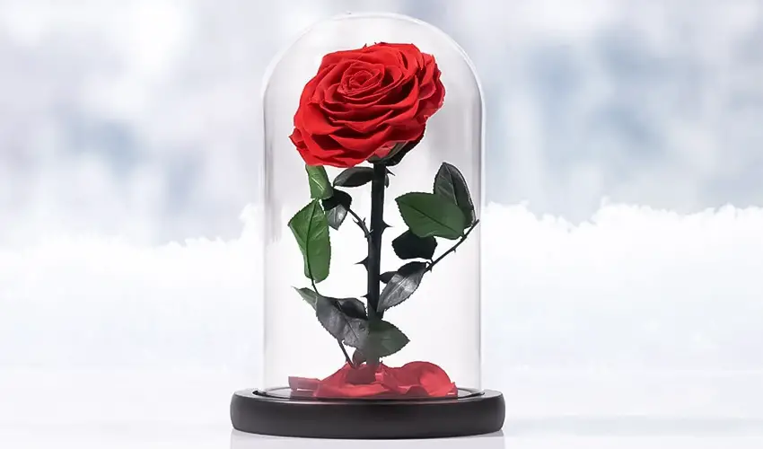 Rose-in-Glass-Dome